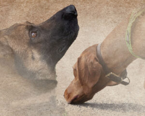 Webinar: From Wolves to Trailing Dogs - Understanding Canine Search Behavior