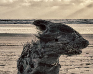 Webinar: Tracking Precision, Scent Pool and Wind – Understanding the Connection