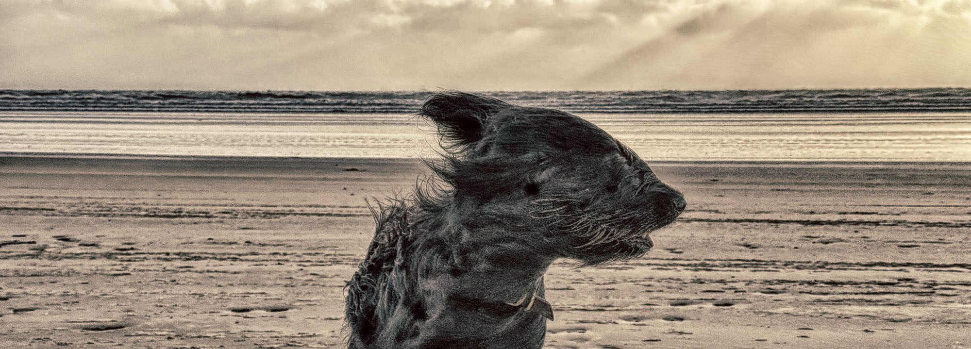 Webinar: Tracking Precision, Scent Pool and Wind – Understanding the Connection