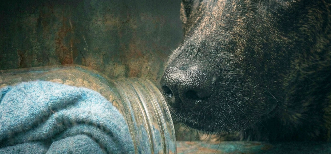 Webinar: Scent Article and Discrimination